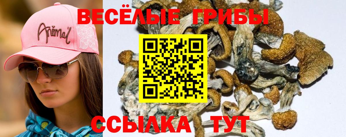 Псилоцибиновые грибы MAGIC MUSHROOMS  Вход с VPN  Дмитров 